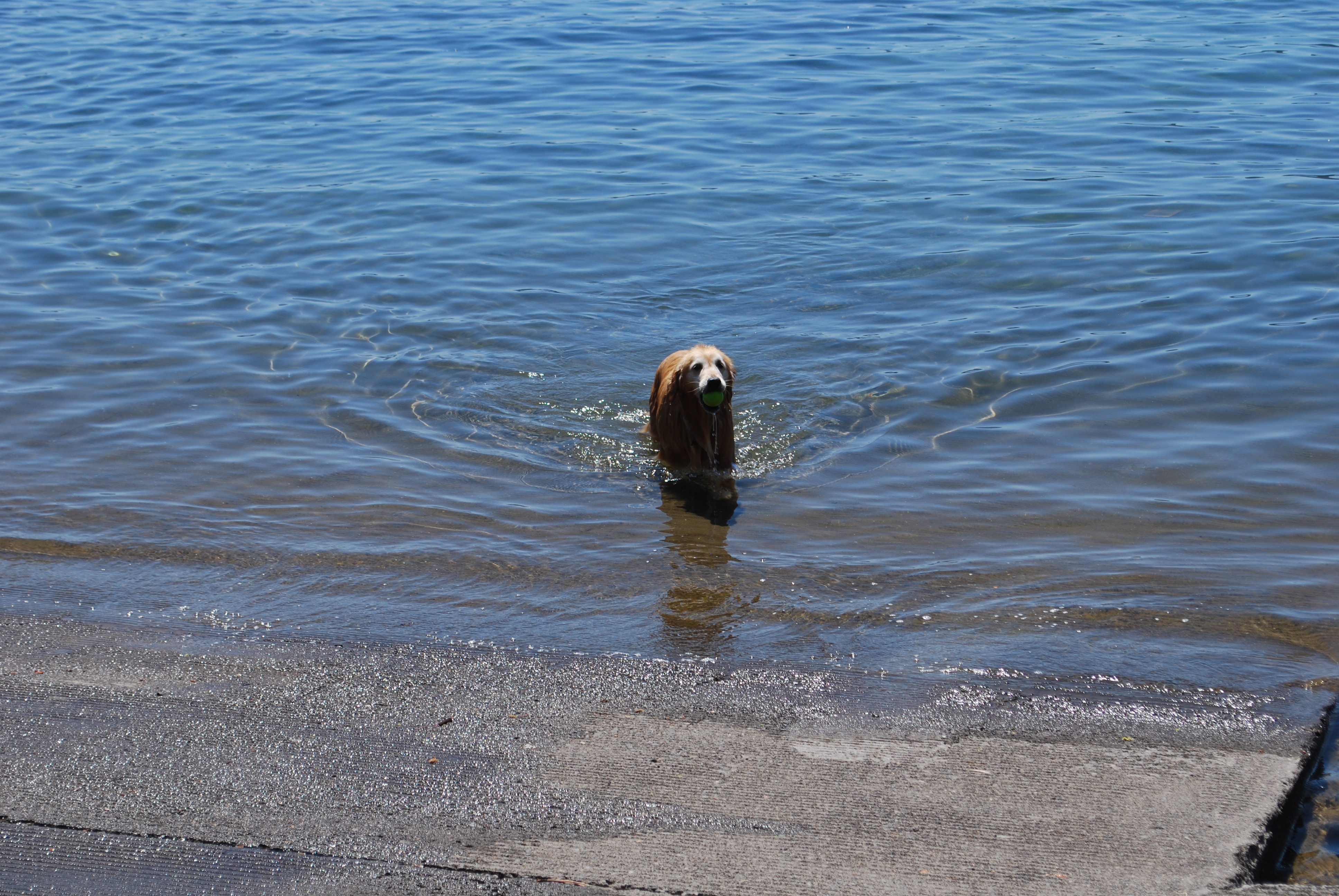 Dog Friendly Beaches in Lake Tahoe | Beaches to bring your dog to