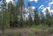 Open space in back of home | Truckee Luxury Real Estate