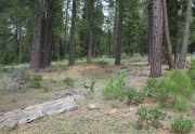 Wooded and private lot