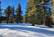 Pine Forest Lot | Truckee, CA