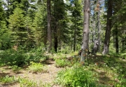 Vacant Land for Sale in Alpine Meadows - Lake Tahoe Real Estate