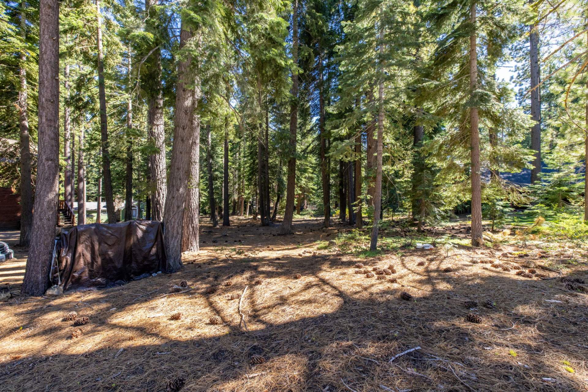 13-web-or-mls-335-Pineland-14