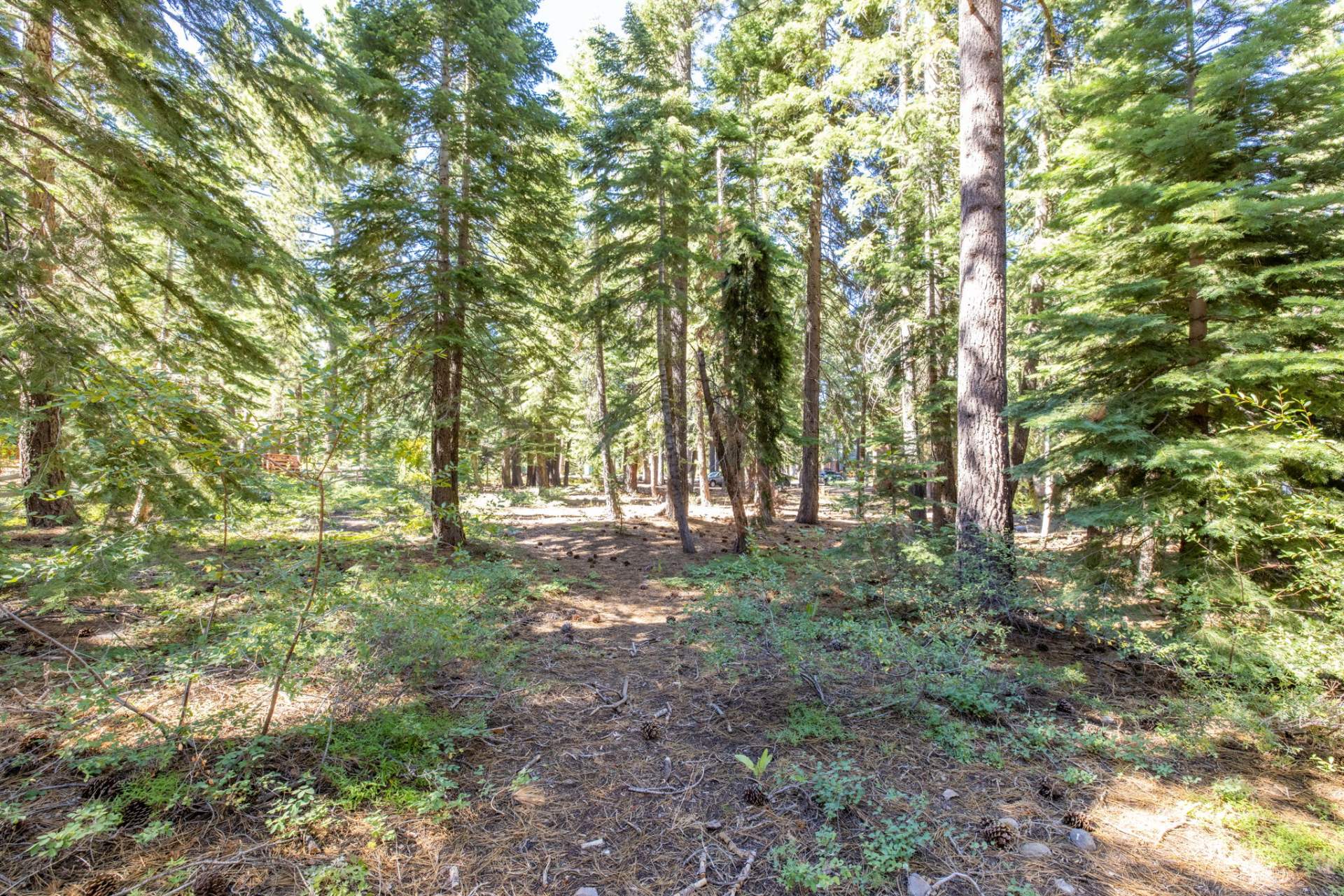 7-web-or-mls-335-Pineland-8
