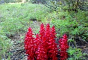 Lake Tahoe Snow Flowers in Carnelian Bay