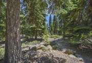 Tahoe Ski Cabin |  Forest View