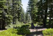 Truckee Lot for Sale | 8601 Lloyd Tevis