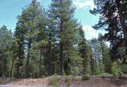 11853 Saddleback Dr. | Truckee Vacant Land