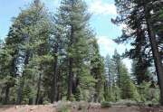11853 Saddleback Dr. | Pine Forest Vacant Land in Truckee