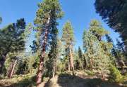 Magical Tahoe Vista Lot | Tahoe Real Estate