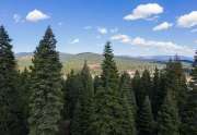 Truckee Lot for Sale | 10530 Aspenwood Rd | Tree Lined View