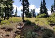Truckee  Property for Sale  | 10530 Aspenwood Rd |   View of Trees on Truckee Lot for Sale