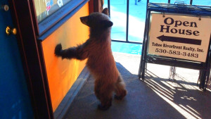 Alpine Meadows Bear Cub