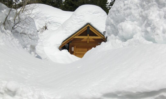 Deep Snow In Alpine Meadows