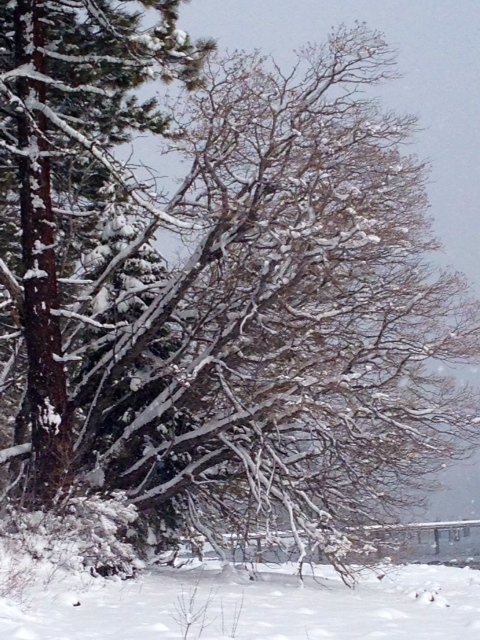 Homewood Snow Image of Homewood Snow for 5 Feet of Fresh Snow in Lake Tahoe 2014 blog post