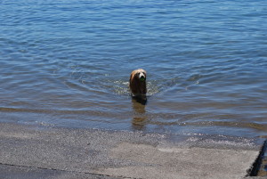 Coon Street Beach for dog friendly beaches in Lake Tahoe blog post