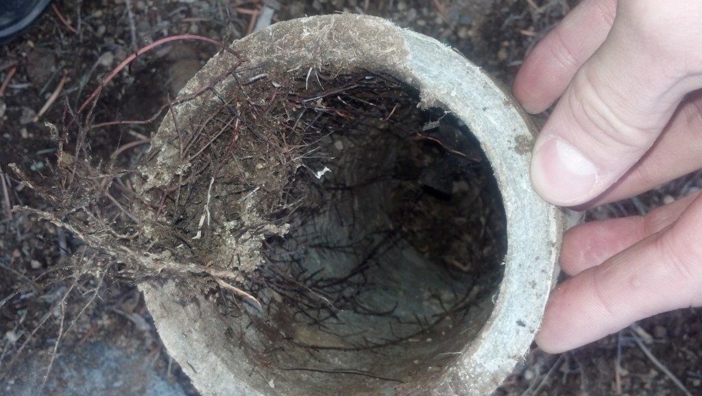 image of Root Intrusion in Sewer Lateral for why I need a realtor post