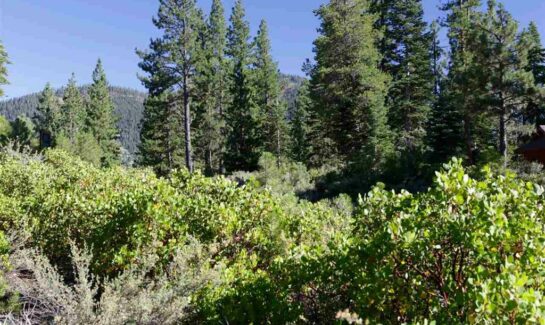 Image of trees for Lahontan Land for Sale