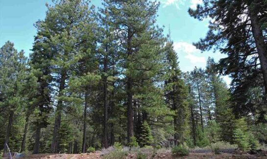 Pine Forest Vacant Land Sale in Truckee