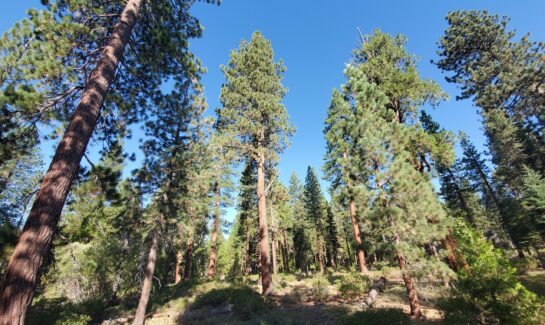 Magical Tahoe Vista Lot for Sale